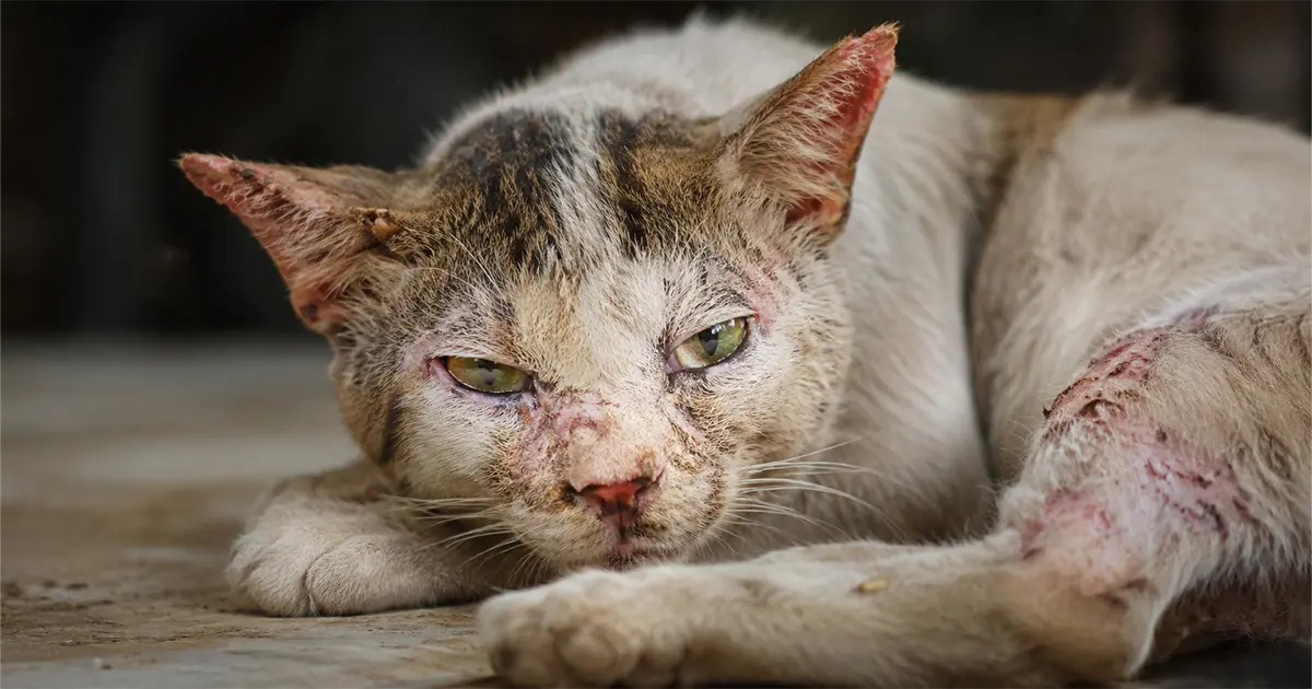 Cat Diseases & Symptoms: Early Warning Signs Every Cat Owner Must Know